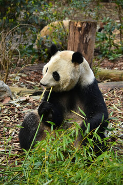 大熊猫panda