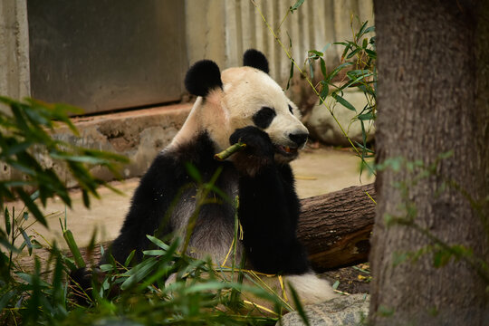 大熊猫panda