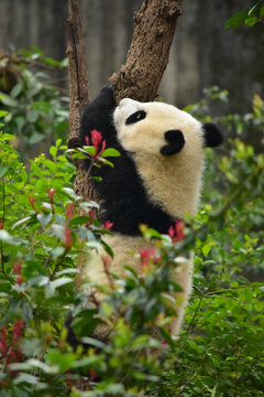大熊猫panda