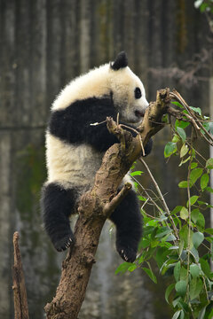 大熊猫panda