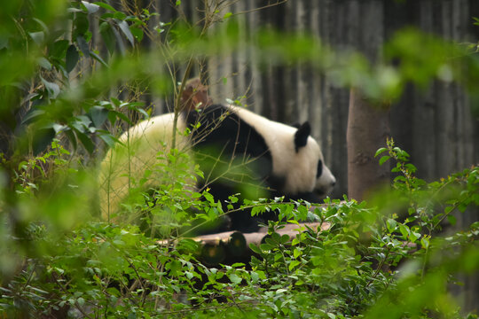 大熊猫panda