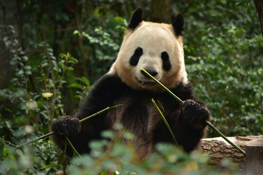大熊猫panda