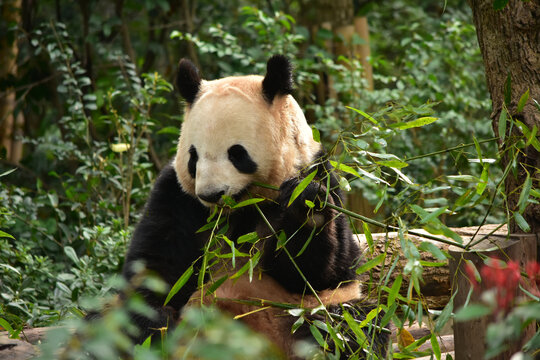 大熊猫panda花花