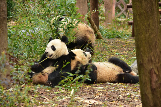大熊猫panda