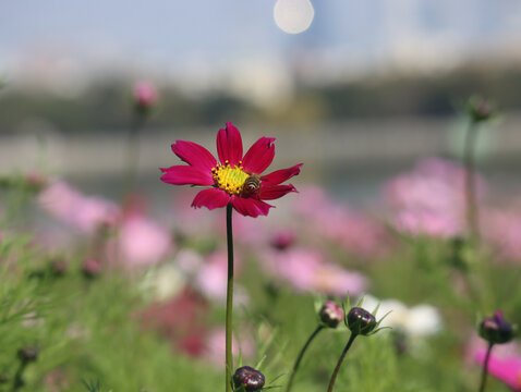 格桑花