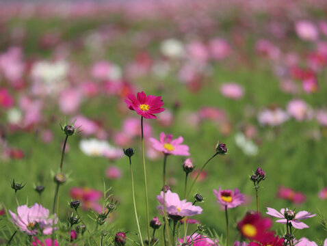 格桑花