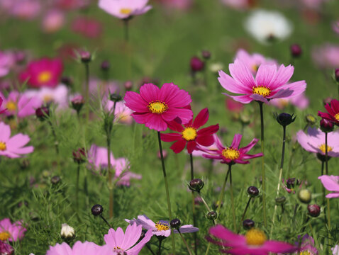 格桑花