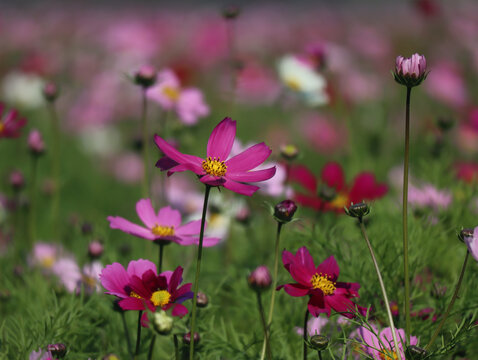 格桑花