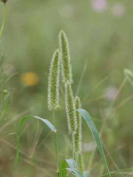 狗尾巴草