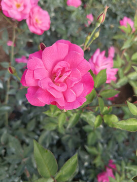 月季花