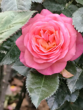 月季花