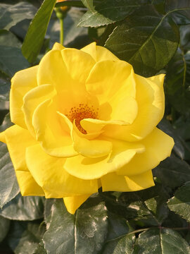 月季花