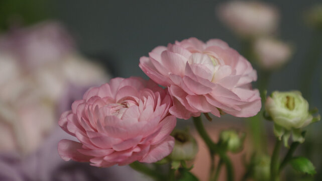 芍药