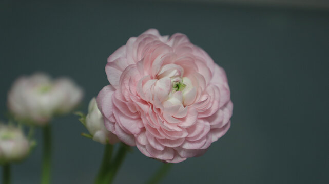 芍药