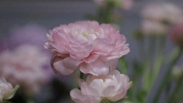 芍药