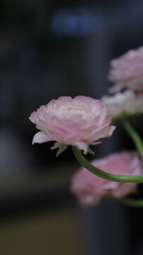 芍药