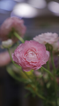 芍药