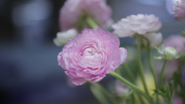 芍药