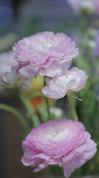 芍药