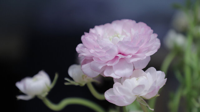 芍药