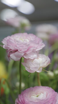 芍药