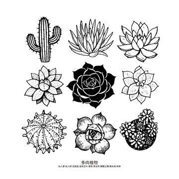 矢量多肉植物黑白图案