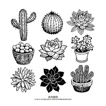 矢量多肉植物图案
