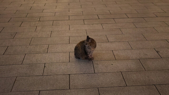 小猫