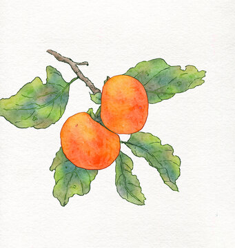 手绘水彩风柿子插画