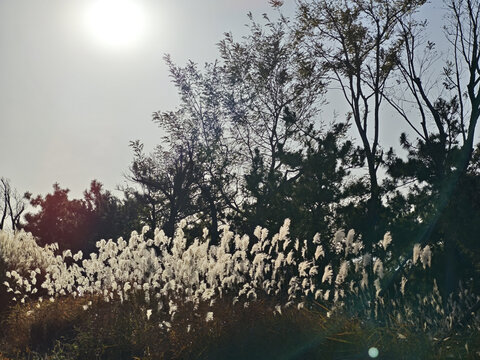 芦苇