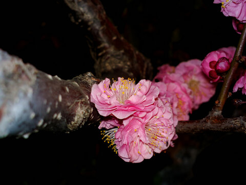 梅花