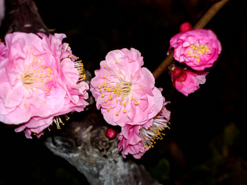 梅花