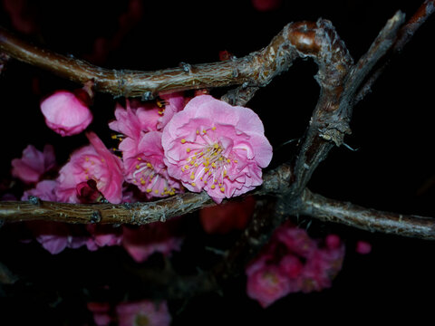 梅花