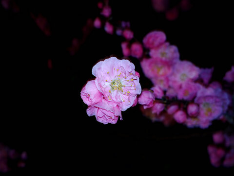 梅花
