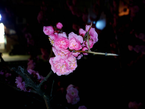 梅花