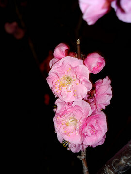 梅花