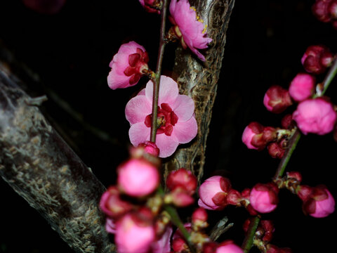 梅花