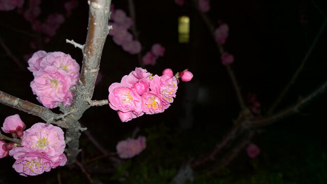 梅花