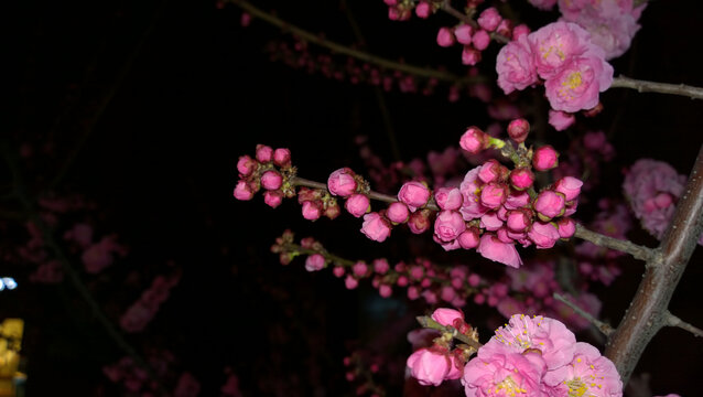 梅花