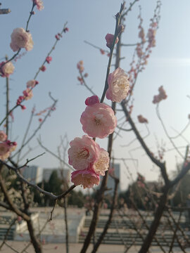 梅花
