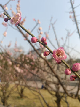 春梅