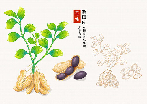 黑皮花生插画
