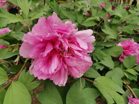牡丹花