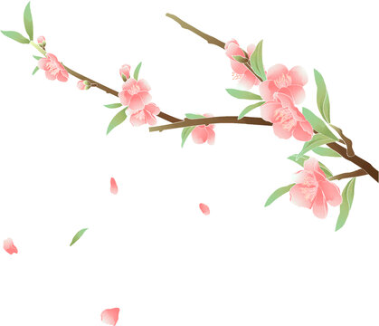 春天节气桃花樱花矢量插画