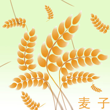 麦子