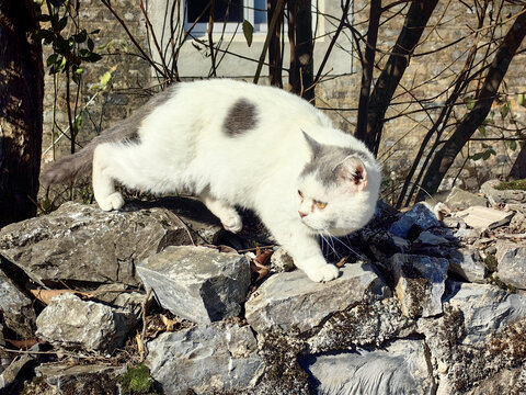 花猫