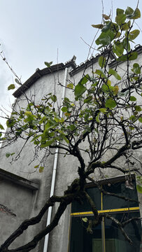秋冬的瑶里古镇