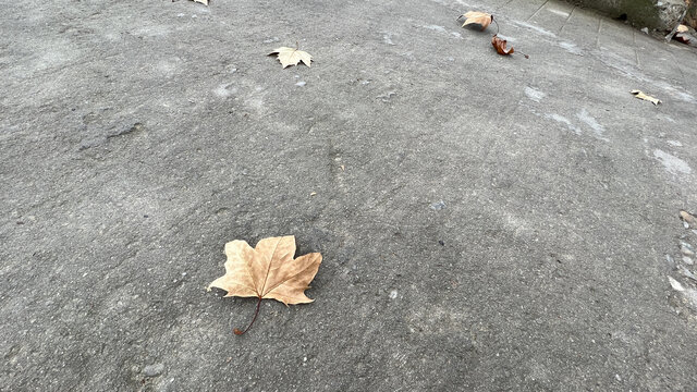 景德镇的落叶