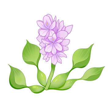 水葫芦