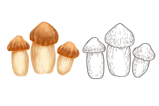 手绘姬松茸松茸菌插画